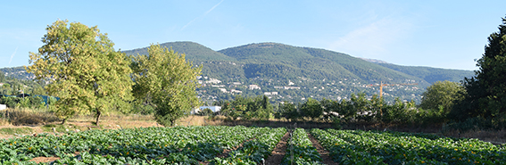 champs courgettes