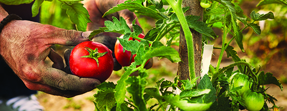 tomate rcolte main terre gaec